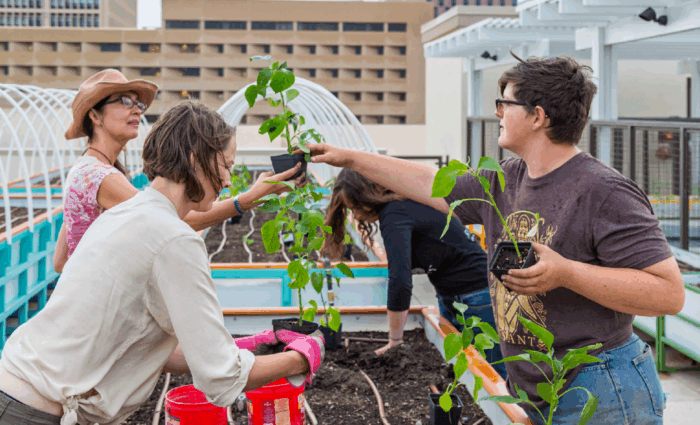 community rooftop garden in affordable housing
